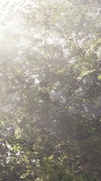 Sunlight shines through the branches of trees in a forest in the morning. The light creates a warm glow on the green leaves, highlighting the beauty of nature.