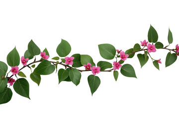 Obraz premium Trailing green branch with small pink flowers