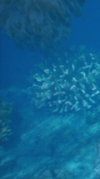 A view of a coral reef underwater. The scene shows various types of coral and clear blue water. Small fish swim near the coral. Light filters through the water above.
