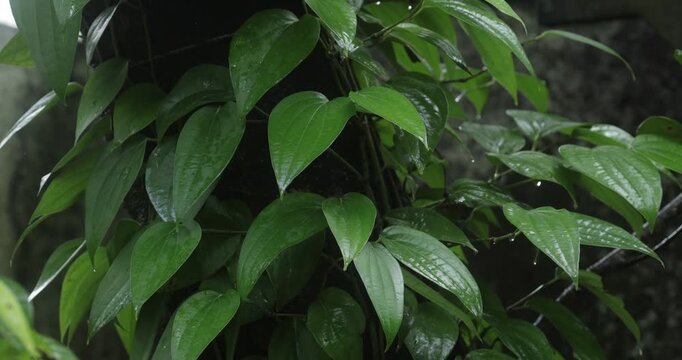 Close up of fresh green black pepper plant leaves growing on vine in farm