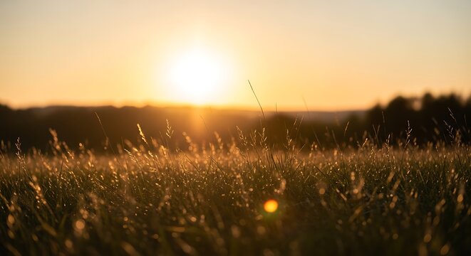 Golden sunrise over wild grass field with glowing sunlight. Warm dawn landscape with backlit meadow and natural morning illumination.
