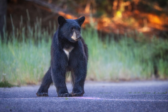 Black bear at last light. South Lake Tahoe, California.
