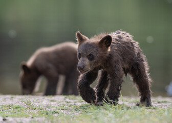 Black bear cubs investigating the shore of a pond. South Lake Tahoe, California. © Randall