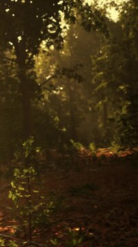 Sunlight filters through tall trees in a forest. The ground is covered with brown leaves and pine needles. Small plants grow in patches near the forest floor.