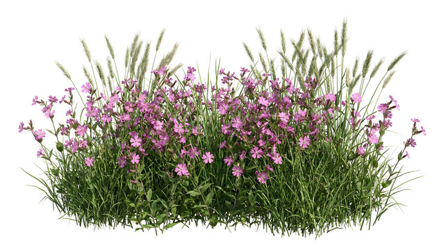 Pink campion flowers with wild wheat grass isolated on white background.