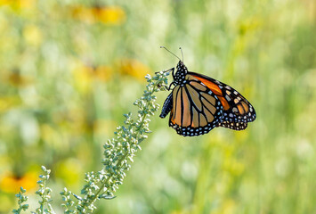 A backlit Monarch Butterfly resting on a flower spike against a bright garden  background. © Susan Hodgson