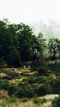 A view shows a lake surrounded by fog and tall trees. Rocks are scattered along the shore, and green grass covers the ground. The atmosphere looks cool and wet.
