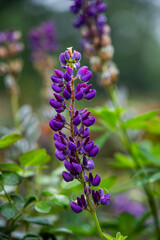 Obraz premium Lupinus polyphyllus purple lupine flower spike blooming with raindrops on stem after summer rain copy space