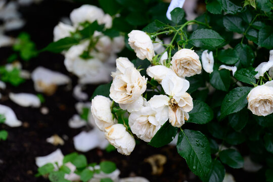 White sea foam polyantha shurb rose flower clusters blooming on bush with raindrops after summer rain