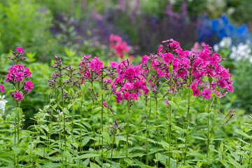 Obraz premium Pink phlox paniculata flower with raindrop blooming in summer garden close up on wet green background with copy space
