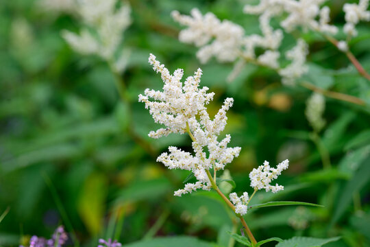 White astilbe mont blanc flower with green leaf blooming in summer garden close up on natural outdoor background