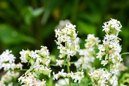 White silene flower with water raindrop blooming in summer garden close up on wet green background texture during rain
