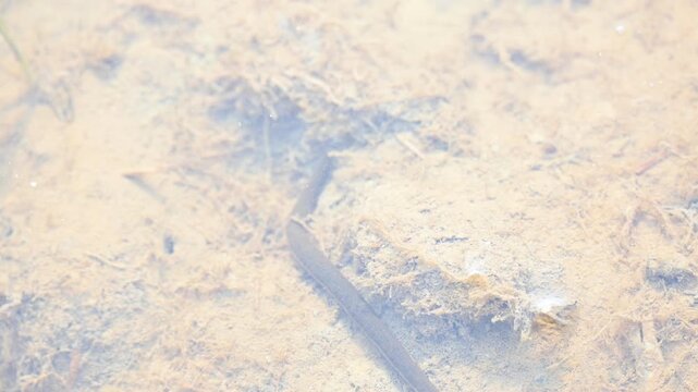 Leeches&nbsp;are segmented&nbsp;parasitic&nbsp;or&nbsp;predatory&nbsp;worms. It comprises the&nbsp;subclass&nbsp;Hirudinea&nbsp;within the&nbsp;phylum&nbsp;Annelida. Some species are parasitic and feed on vertebrate blood.   Freshwater leeches.