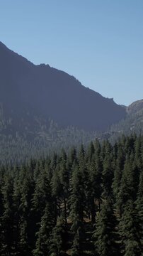 Tall trees fill the foreground with a wide view of mountains behind them. The sky is clear and blue, showing no clouds. This scene captures a sunny day in nature.