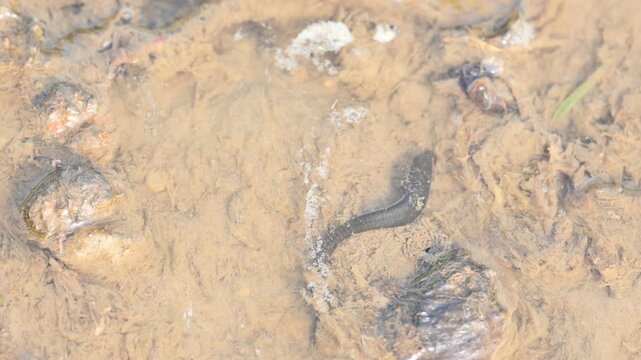 Leeches&nbsp;are segmented&nbsp;parasitic&nbsp;or&nbsp;predatory&nbsp;worms. It comprises the&nbsp;subclass&nbsp;Hirudinea&nbsp;within the&nbsp;phylum&nbsp;Annelida. Some species are parasitic and feed on vertebrate blood.   Freshwater leeches.