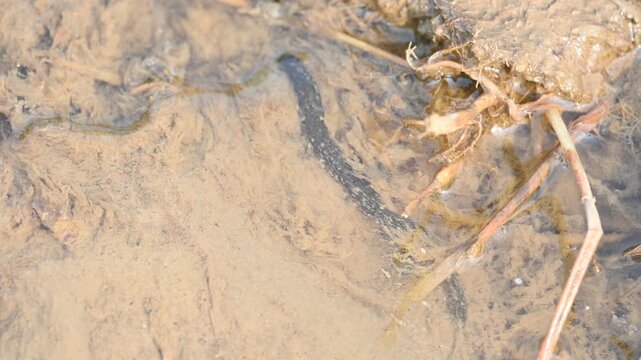 Leeches&nbsp;are segmented&nbsp;parasitic&nbsp;or&nbsp;predatory&nbsp;worms. It comprises the&nbsp;subclass&nbsp;Hirudinea&nbsp;within the&nbsp;phylum&nbsp;Annelida. Some species are parasitic and feed on vertebrate blood.   Freshwater leeches.