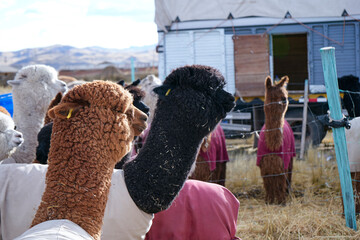 Group of Brown and Black Alpacas Gathered inside a Corral in the High Andean Puna © WILL PHOTOGRAPHY