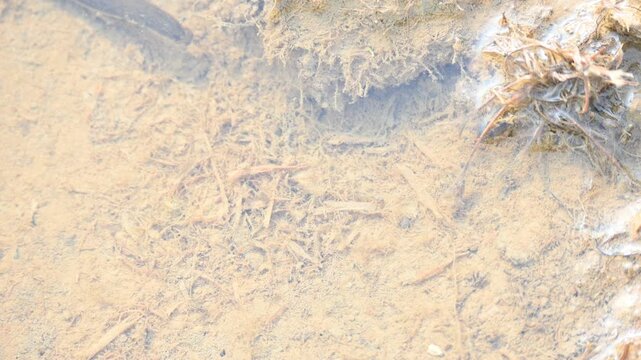 Leeches&nbsp;are segmented&nbsp;parasitic&nbsp;or&nbsp;predatory&nbsp;worms. It comprises the&nbsp;subclass&nbsp;Hirudinea&nbsp;within the&nbsp;phylum&nbsp;Annelida. Some species are parasitic and feed on vertebrate blood.   Freshwater leeches.