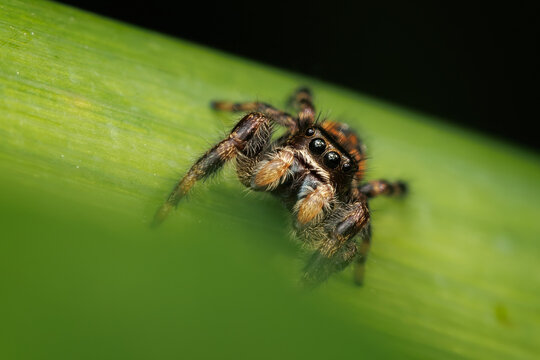 Jumping spider close-up