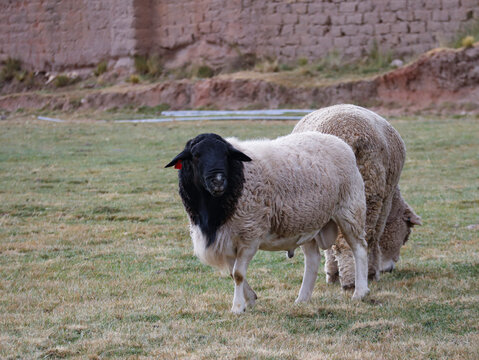 Sheep with a Black Head and White Body Looking Straight at the Camera in a Rural Andean Setting