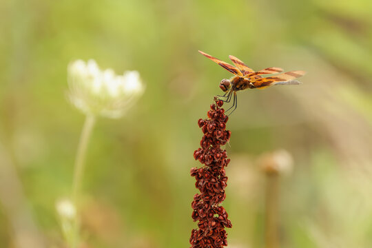 Halloween pennant dragonfly