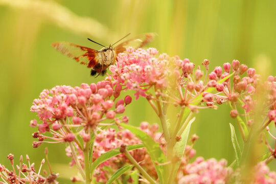 Hummingbird clearwing moth