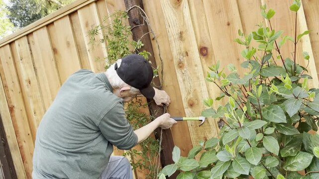 Senior man attaches vine onto fence