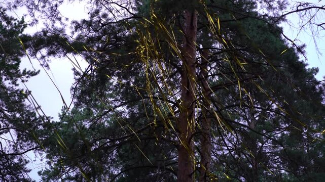 Looking up at pine trees with shiny golden ribbons from confetti cannons draped and blowing on dark green branches in a quiet woodland setting.