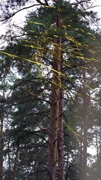 Festive golden ribbons and confetti streamers tangled high in pine forest branches, leftover celebration elements swaying gently in the outdoor woodland air.