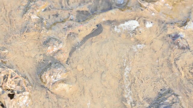 Leeches&nbsp;are segmented&nbsp;parasitic&nbsp;or&nbsp;predatory&nbsp;worms. It comprises the&nbsp;subclass&nbsp;Hirudinea&nbsp;within the&nbsp;phylum&nbsp;Annelida. Some species are parasitic and feed on vertebrate blood.   Freshwater leeches.
