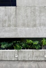 Green lacy tree philodendron plants growing in a concrete planter built into a minimalist grey concrete building facade. © Sunderin