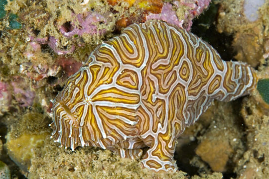 Close-Up of Yellow-Patterned Frogfish on Coral Reef