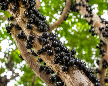 Glossy Black Java Plum Fruits on Tree Bark