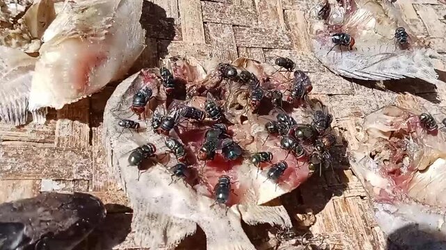 Green bottle flies feeding on raw fish flesh on a bamboo surface.