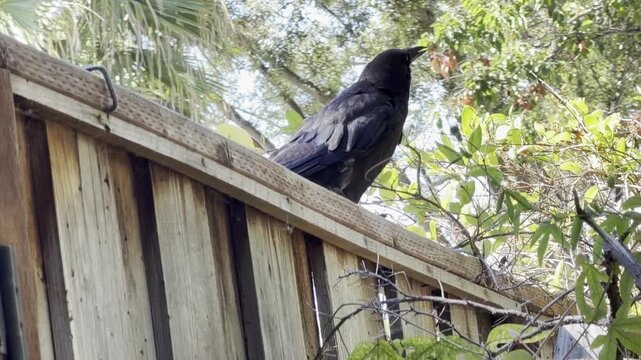 Adult crow pecks at annoying begging juvenile	