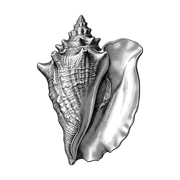 Single Whelk Shell with Ridged Spiral Texture and Broad Outer Lip