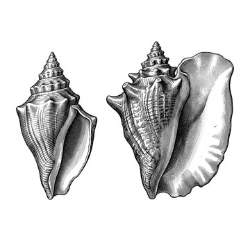 Pair of Whelk Shells Displaying Natural Variation in Size and Texture