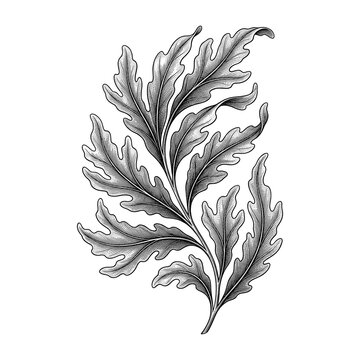 Flowing Seaweed Frond with Natural Lobed Leaves and Marine Botanical Detail