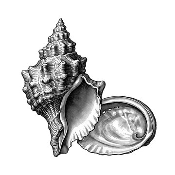 Spiral Sea Shell Paired with Open Abalone Shell in a Natural Marine Composition
