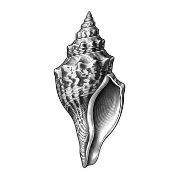 Upright Whelk Shell with Tall Spiral Spire and Natural Marine Texture