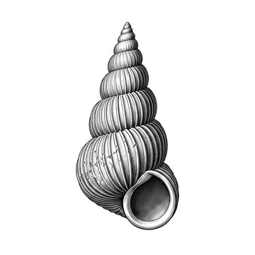 Tall Spiral Turret Shell with Rounded Whorls and Natural Marine Texture