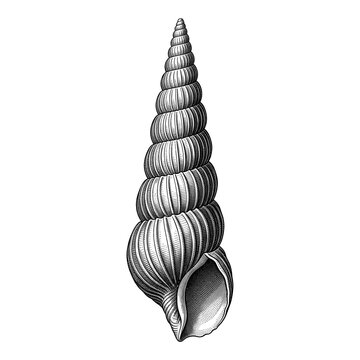Slender Turret Shell with Tightly Coiled Spiral Whorls Isolated on White Background