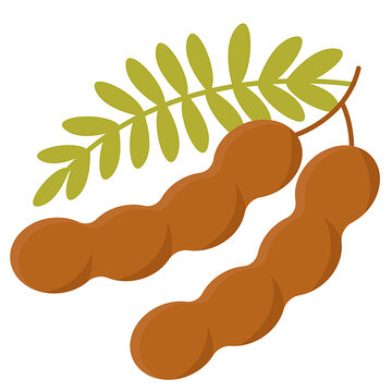 Fresh tamarind pods with green leaves, vector illustration isolated on transparent background