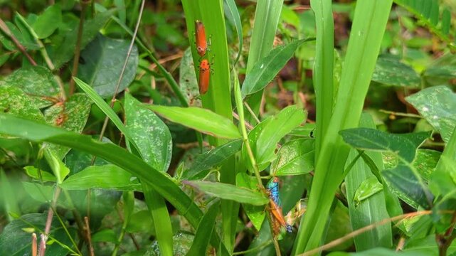 Caryanda spuria grasshopper and leafhopper Perched on Green Grass in Tropical Forest
