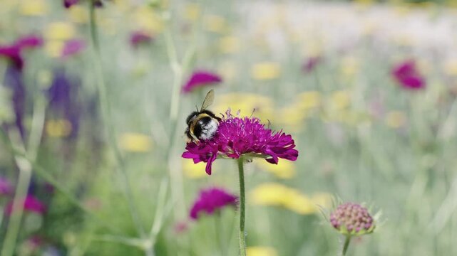 Blossom spring season. Ecosystem and wildlife at springtime. Bee with pollen. Pollination of plant flowers. Flora and fauna. Pollen basket. Bee pollinating peony. Blooming flower pollination