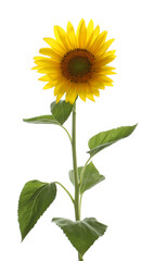 Fototapeta premium Beautiful bright blooming sunflower isolated on white