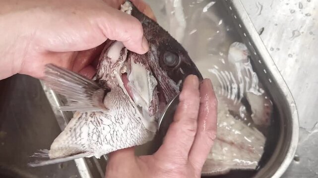 Japanese chef removing scales from sea bream head with a spoon in a sink, izakaya kitchen in Japan