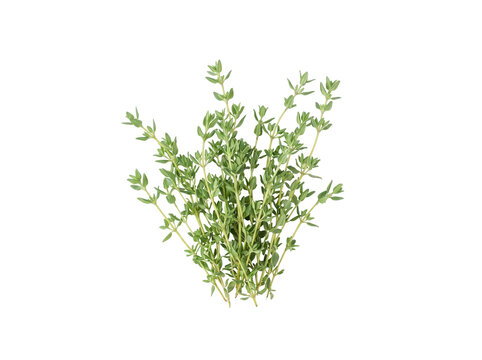 Fresh Thyme Sprigs with Green Leaves Isolated on Black Background for Culinary Herb and Healthy Cooking Recipe Content