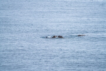Fototapeta premium Atlantic walrus (Odobenus rosmarus rosmarus) swimming off of Moffen Island, in Svalbard, Norway