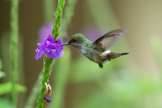 Female festive coquette (Lophornis chalybeus) hovering in flight to feed on purple porterweed flowers (Stachytarpheta), Atlantic Forest, Brazil.